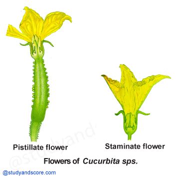 Cucurbitaceae: General characters, Distribution, Important plants ...