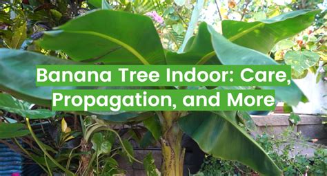 Banana Tree Indoor: Care and Propagation Tips - FlowersProfy