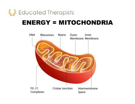 Atp and mitochondria