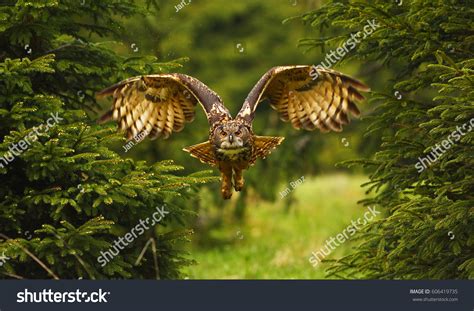 Eurasian Eagle Owl Flying