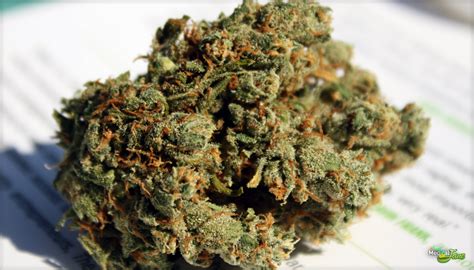 Jack The Ripper Marijuana Strain (Review)