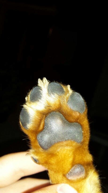 My puppy's paw | Puppy paws, Puppies, Paw