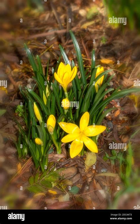 Sternbergia lutea clump flowering, natural flower portrait Stock Photo - Alamy