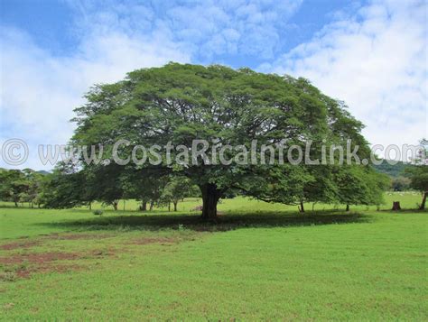 The Guanacaste Tree, Costa Rica National Symbol - CRinfolink.com