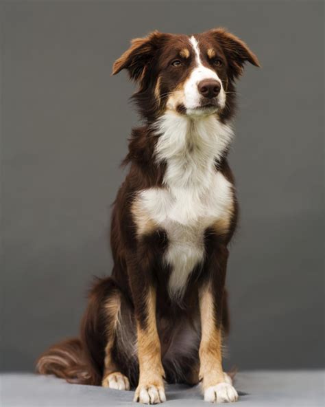 Everything you need to know about border collie colors and markings – Artofit