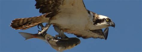 What Is a Seahawk? | BirdNote