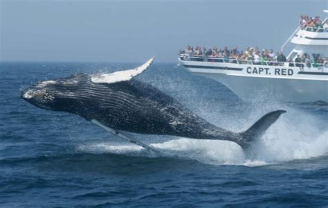 WHALE-WATCH-DOLPHIN-FLEET-credit-Kim-Hojnacki - The Chirping Moms