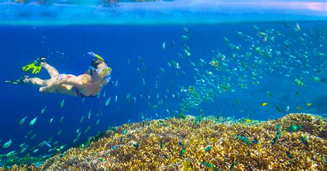 Snorkeling Chileno Bay & Santa Maria Cove - Cabo San Lucas