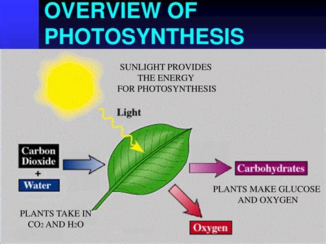 PPT - Photosynthesis PowerPoint Presentation, free download - ID:5702335