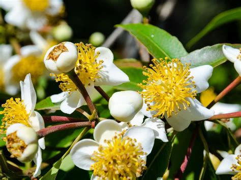 What Is A Beauty Leaf Tree - Information On Calophyllum Beauty Leaf Trees