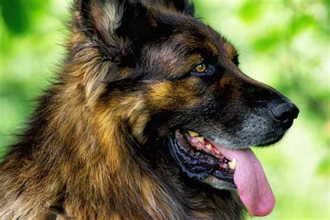 The King Shepherd - A Complete Information Guide | Your Dog Advisor