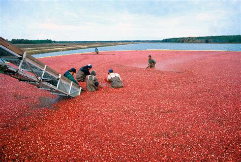 9 facts about cranberries -- from nutrition to production | AGDAILY