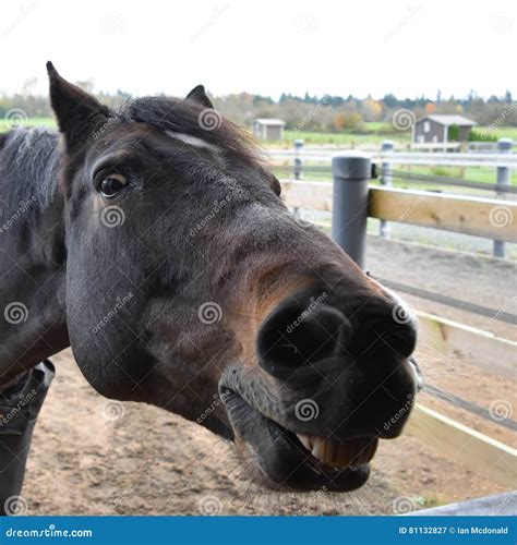 Goofy Horse stock image. Image of teeth, joke, farm, animal - 81132827