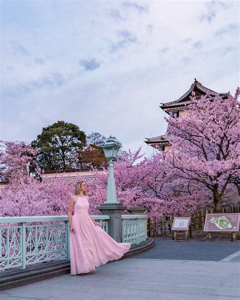 Cherry blossoms in Kanazawa, Japan in 2020 | Kanazawa, Japan, Travel ...