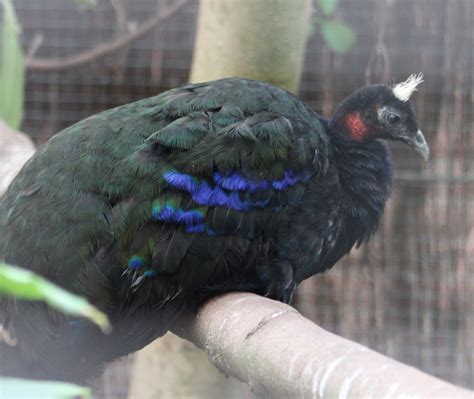 Congo peacock - male - ZooChat