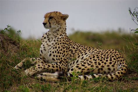 African Safari Diaries : James's Cheetah Safari in Kenya - Somak Luxury Travel