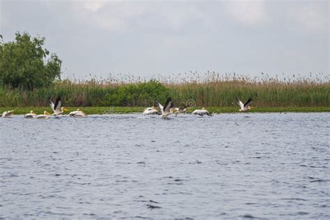 Birds in Danube Delta, Romania Stock Image - Image of channel ...