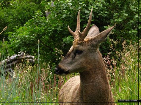 huemul - Buscar con Google | Cervidos, Fauna chilena, Animales