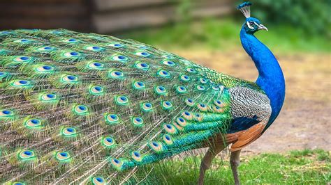 10 National birds of different countries - Nature Speakz