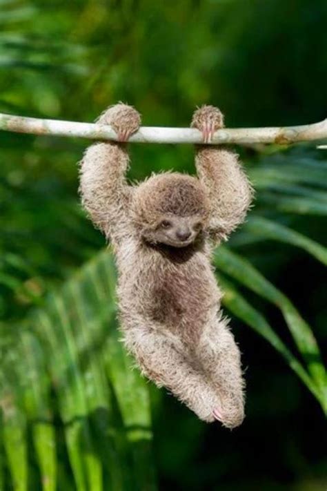 Cute Sloth Wallpaper - WallpaperSafari