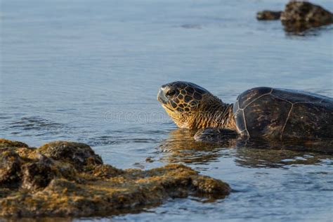 Turtle Sunset stock image. Image of island, outdoor, tourism - 41195773