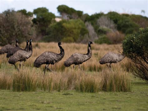 Wilsons Promontory National Park, Attraction, Gippsland, Victoria ...