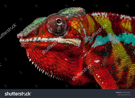 10,520 Red chameleon Images, Stock Photos & Vectors | Shutterstock