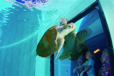 Clearwater Marine Aquarium: St. Petersburg / Clearwater Attractions Review - 10Best Experts and ...