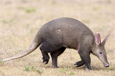 Aardvark Fast Facts