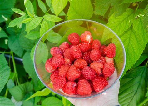 Premium Photo | Freshly picked big raspberries in hand of farmer summer ...