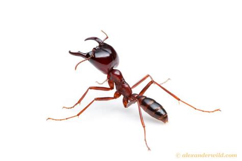 79 best Driver Ants images on Pinterest | Ant, Ants and Armies