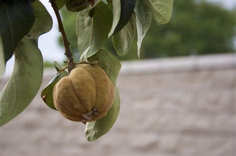 Flowering quince fruit – NutraWiki