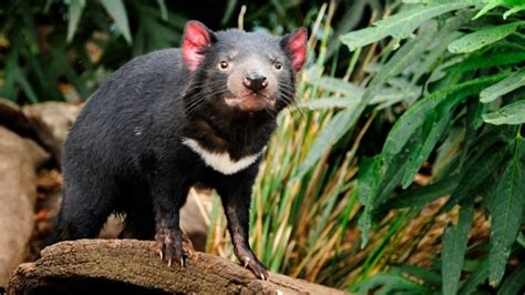 10 Famous Australian Animals and Where to See Them