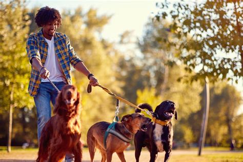 Should Your Dog Walking Business Offer Pack Walks? | Time To Pet