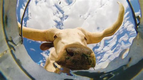 Animals drinking water, captured by an underwater bucket cam – The Kid Should See This