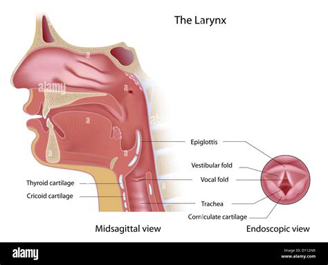 Vocal Cord Diagram - Wiring Diagram