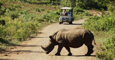 From Cape Town: Wildlife Safari and Winelands Tour Combo - Cape Town ...