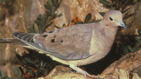 MOURNING DOVE - The Texas Breeding Bird Atlas