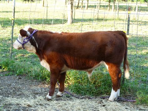 Middleground Miniature Herefords: Polled Miniature Hereford bulls ...