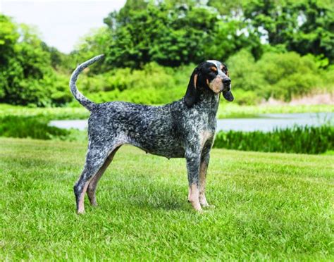 Bluetick Coonhound Dog Breed Profile | Petfinder