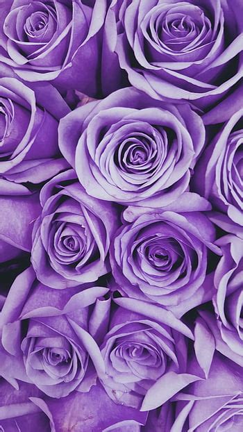 Purple Roses Wallpaper Hd