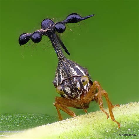 Ball-bearing Treehopper, Bocydium globulare: VIDEO | Weird insects, Beautiful bugs, Animals bugs