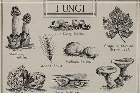 Decomposers Fungi Cartoon