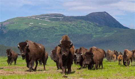 Alaska Wildlife Conservation Center