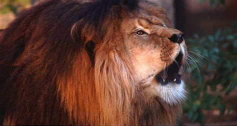 10 Interesting Facts About Lions You Didn't Know