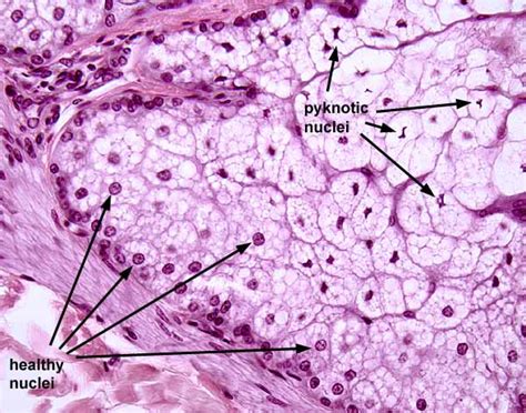 Histology at SIU