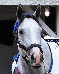 White Abarrio - Horse Profile - BloodHorse