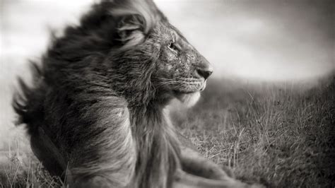 Lion Wallpapers Black And White