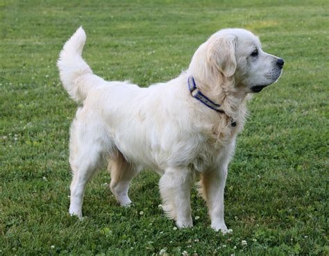 AKC Registered English Cream Golden Retriever For Sale Fredericksburg, – AC Puppies LLC