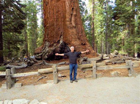 Grizzly Giant Sequoia tree | Giant sequoia trees, Sequoia tree, Sequoia